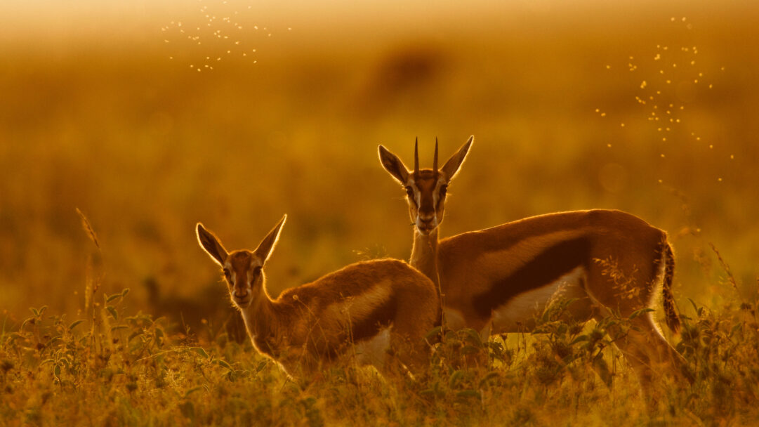 A serene 4K wallpaper capturing a Thomson's Gazelle mother and her fawn standing gracefully in the golden light of Kenya's Maasai Mara. The soft, warm backlight beautifully illuminates their silhouettes and the surrounding savanna grasses, creating a peaceful and ethereal atmosphere.