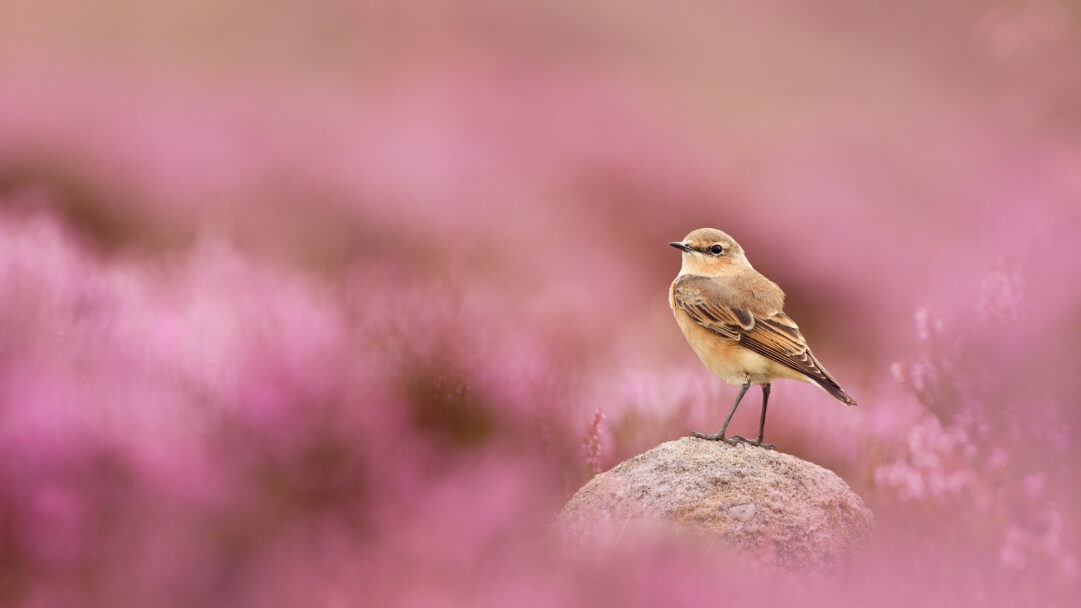 A breathtaking 4K wallpaper featuring a Wheatear bird perched serenely on a textured rock, set within the lush, flowering heather of Peak District National Park. The bird's warm, earthy plumage provides a gentle contrast to the soft, dreamlike blur of magenta and pink heather dominating the background, creating a tranquil and captivating scene.