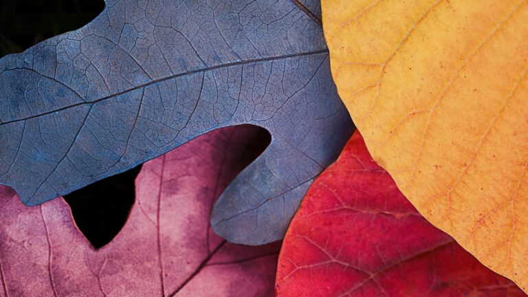 An intricate 4K wallpaper showcasing a close-up, macro view of three vibrant autumn leaves. Their distinct hues of deep red, warm orange, and muted blue-purple display fine vein textures and overlapping patterns, creating a rich natural mosaic.