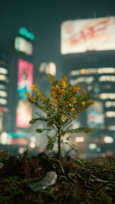 A striking 4K wallpaper captures a solitary plant with vibrant green and yellow leaves growing from detritus in the foreground of a rain-soaked, neon-lit Cyberpunk Night City. The sharp focus on this resilient plant starkly contrasts with the soft, shimmering blur of the futuristic cityscape, evoking a powerful sense of nature's endurance amidst urban decay.