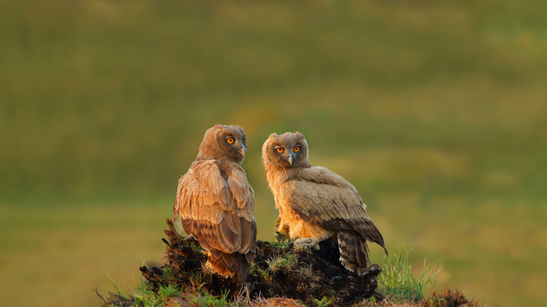 An captivating 4K wallpaper displaying two Dusky Eagle-Owls perched on a low, grassy mound within the natural wildlife of Pakistan. Golden hour light softly illuminates their detailed feathers and makes their intense orange eyes glow against the blurred green and earth-toned background, capturing a serene moment.