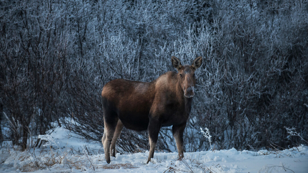 A captivating 4K wallpaper showcasing a female moose standing prominently, looking directly forward, in a serene winter snow landscape. Its dark brown fur contrasts with the pristine white snow and the delicate frost clinging to the dense, bare trees in the background, creating a stark, quiet beauty.