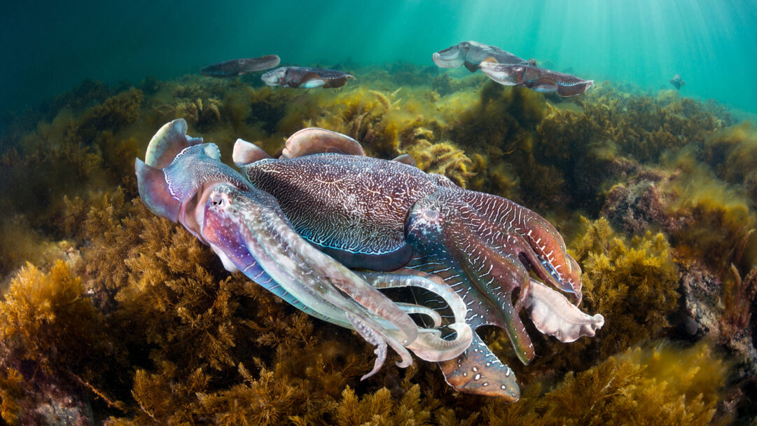 A captivating 4K wallpaper presents a group of Giant Cuttlefish engaging above a dense seaweed bed in Spencer Gulf's clear underwater environment. Intricate patterns on their skin glow with blues, purples, and browns as sunbeams filter through the turquoise water, highlighting their vibrant presence among the golden-brown algae.