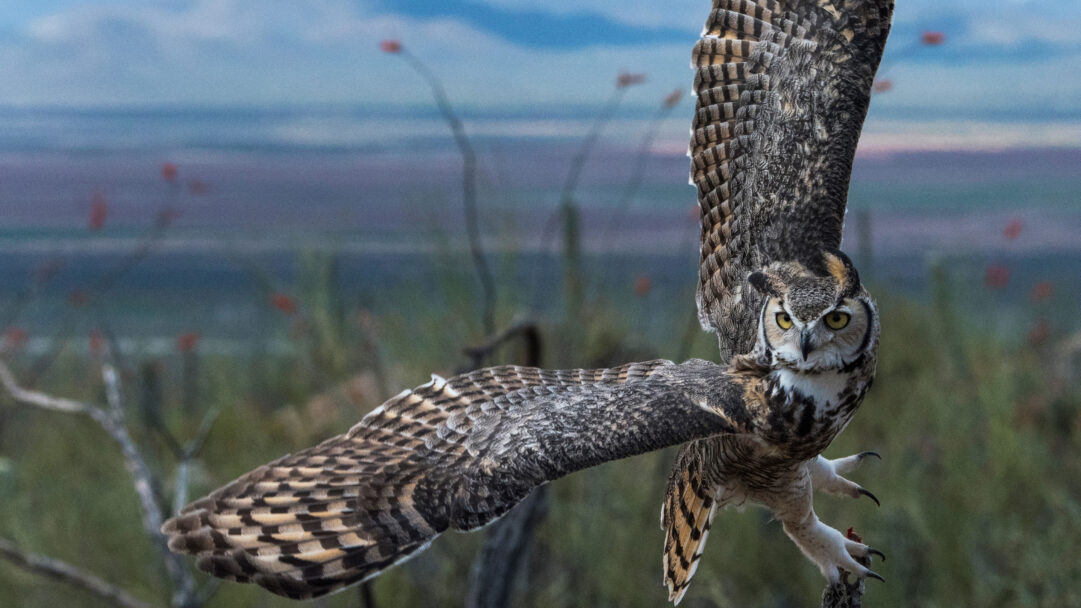 A captivating 4K wallpaper presents a majestic Great Horned Owl in mid-flight with its wings fully spread, soaring across a muted, hazy desert landscape under a clear blue sky. Its intense yellow eyes pierce forward, while the intricate patterns of its feathers are sharply defined against the blurred, distant mountains and sparse reddish vegetation, conveying a sense of focused power and silent grace.