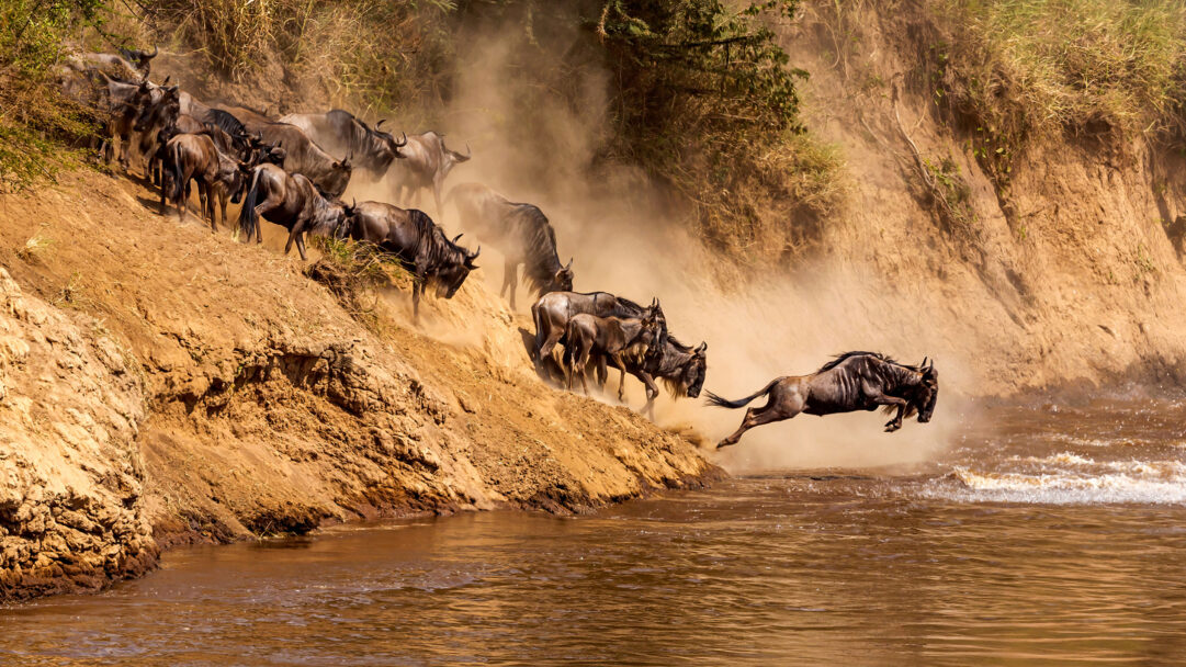 Great Wildebeest Migration Mara River Jump Kenya Wallpaper 1