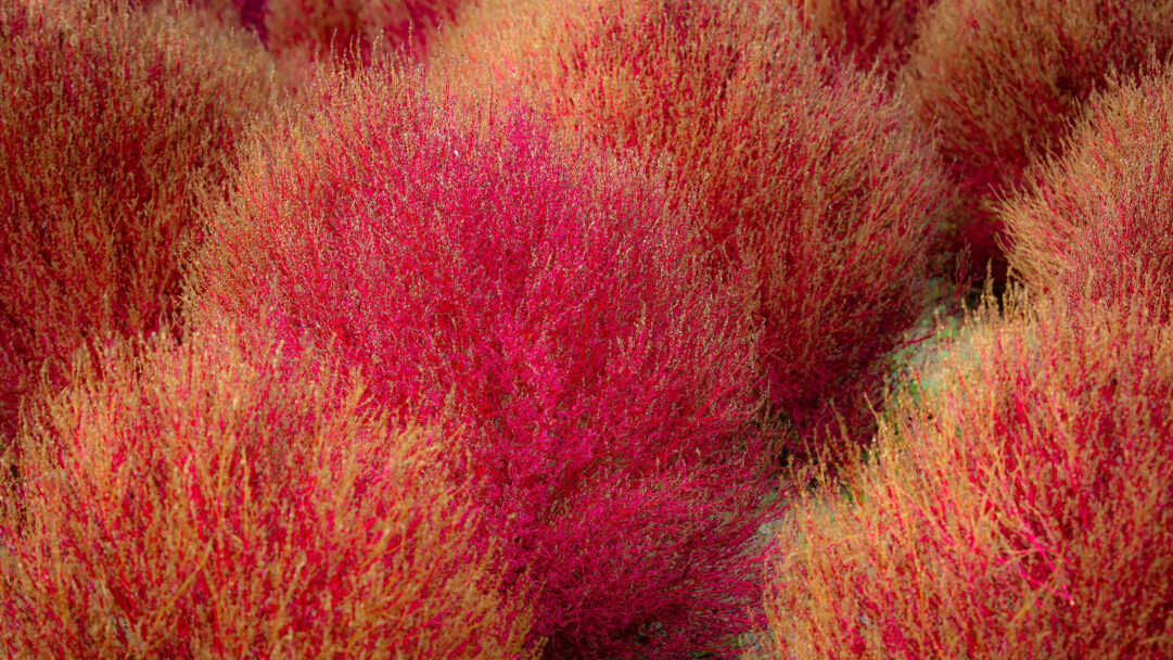 A vibrant 4K wallpaper showcasing a dense field of Kochia bushes in their spectacular fall colors across Ibaraki, Japan. The bushes display a rich spectrum from deep fuchsia to fiery reddish-orange, creating a soft, undulating texture that radiates warmth and seasonal beauty.
