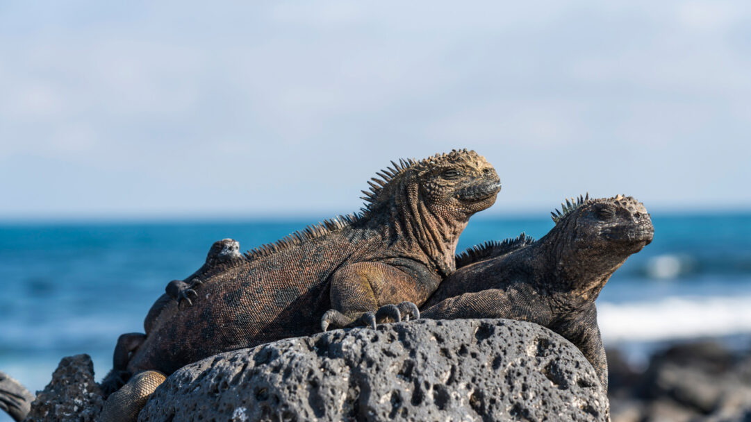 A breathtaking 4K wallpaper featuring two marine iguanas resting peacefully on a dark volcanic rock in the Galápagos Islands. Sunlight accentuates their rugged, scaly textures and spiny crests against the serene backdrop of the clear blue sky and ocean, conveying a sense of ancient tranquility.