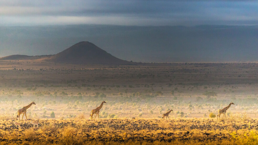 A majestic 4K wallpaper showcasing Masai giraffes walking in a line across the vast Amboseli National Park landscape. The scene is bathed in a warm, golden light that highlights the dry savanna and rocky foreground, beneath a dramatic, cloudy sky and a distant, hazy mountain.