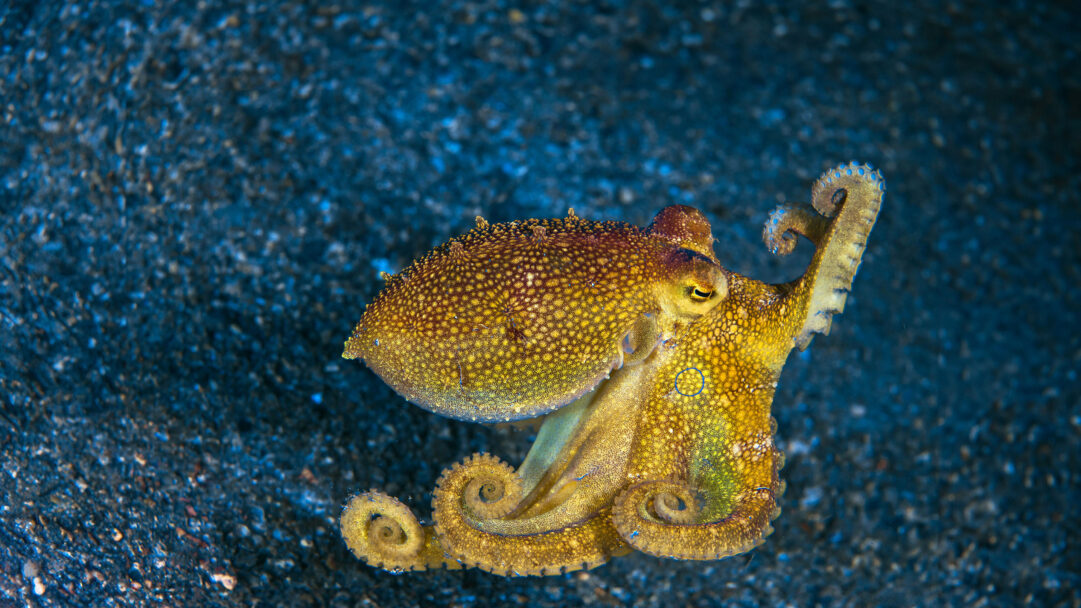 An immersive 4K wallpaper captures a vibrant Mototi Octopus resting underwater in the Lembeh Strait, Indonesia, against a dark, granular seabed. Its golden-brown body, covered in intricate textures and small spots, brightly contrasts with the deep blue-black seafloor, showcasing its curled tentacles and alert eye.