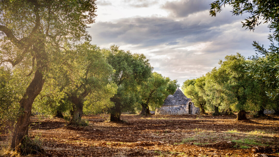 An evocative 4K wallpaper of an Olive Grove Trullo House in Valle d'Itria, featuring the iconic conical-roofed stone dwelling nestled amidst ancient olive trees. Golden sunlight filters through the gnarled branches and silvery-green leaves, illuminating the trullo's rough stone texture and the rich, red-brown earth under a dramatically cloudy sky.