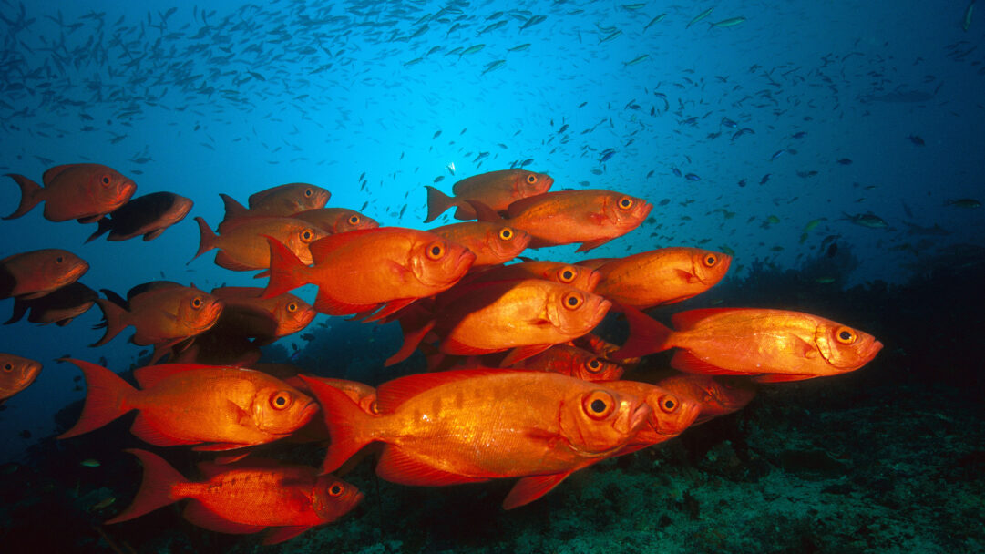 A dynamic 4K wallpaper captures an expansive school of vibrant orange Crescent-tail Bigeye fish swimming together in the clear waters of the Great Barrier Reef. Their prominent big eyes and vivid orange scales glow intensely, creating a warm, lively contrast against the deep blue ocean depths.