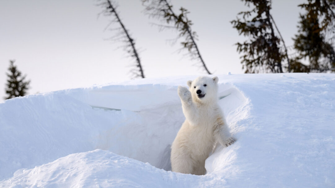 Polar Bear Cub Waving Churchill Snow Wallpaper