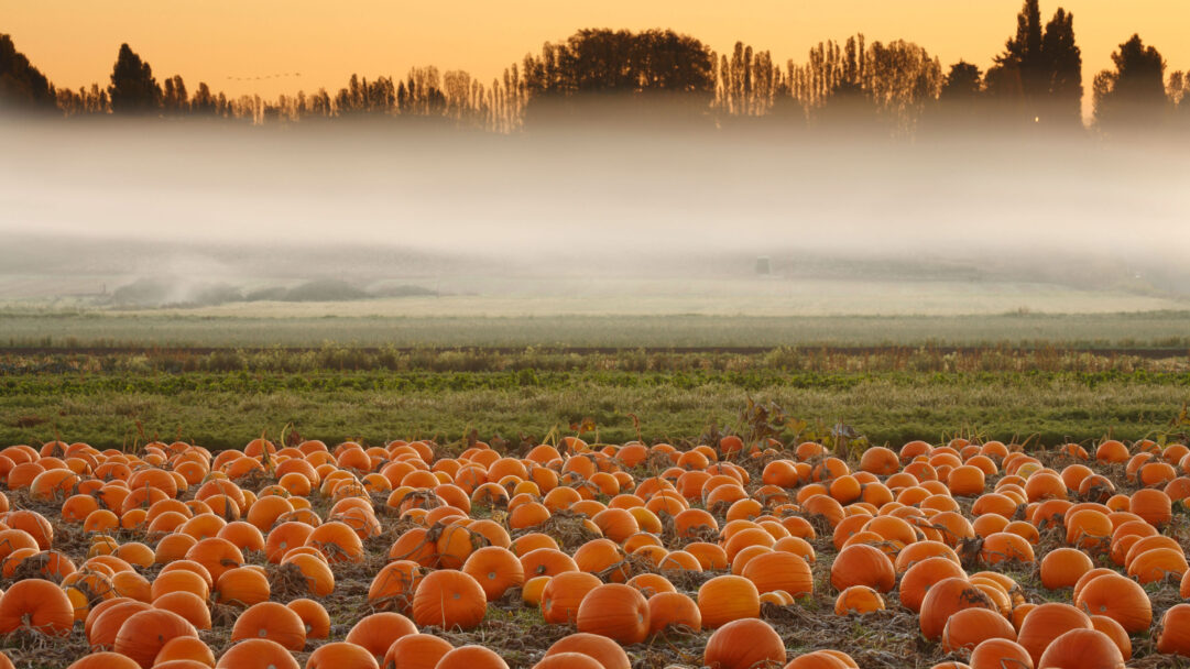 An autumnal 4K wallpaper captures a vast pumpkin field in Victoria, British Columbia, enveloped in the soft light of a foggy sunrise. The foreground bursts with numerous vibrant orange pumpkins, while a thick, ethereal mist blankets the midground, contrasting beautifully with the golden glow of the sky and the dark silhouettes of trees on the horizon.