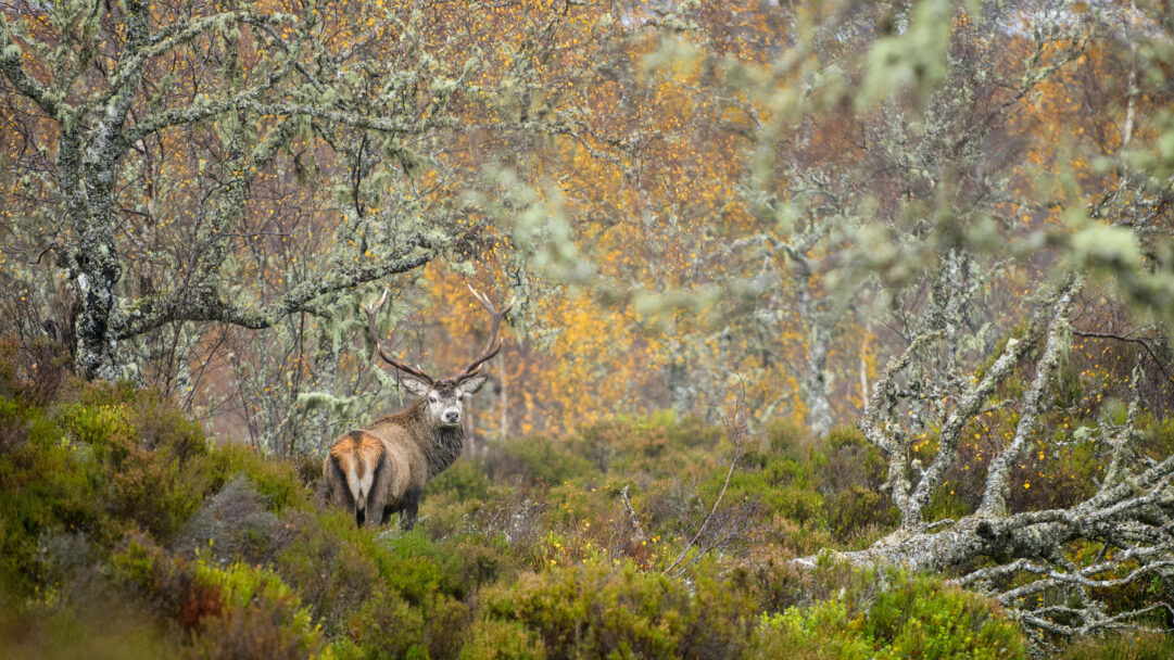 An enchanting 4K wallpaper showcasing a magnificent Red Deer Stag standing proudly amidst the ancient, lichen-draped trees of the Caledonian Forest during autumn. Its impressive antlers and watchful gaze are framed by the vibrant golden-yellow and rust-colored foliage, creating a serene yet wild atmosphere.