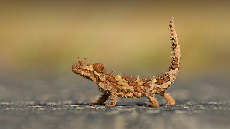 A stunning 4K wallpaper depicts a thorny devil lizard from Watarrka National Park. This uniquely spiky reptile stands prominently on dark, textured ground, with its intricate brown and orange scales beautifully detailed against a soft, warm, blurred desert backdrop.