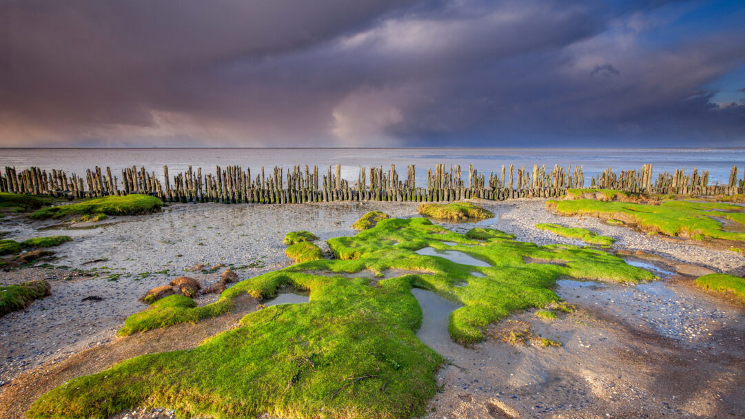A dramatic 4K wallpaper capturing the Wadden Sea Coast at Moddergat, Friesland, features a line of weathered wooden groynes stretching across expansive tidal flats. Patches of brilliant green moss vibrant against the wet sand and pooling water are illuminated by intense sunlight, sharply contrasting with the brooding, dark clouds overhead.