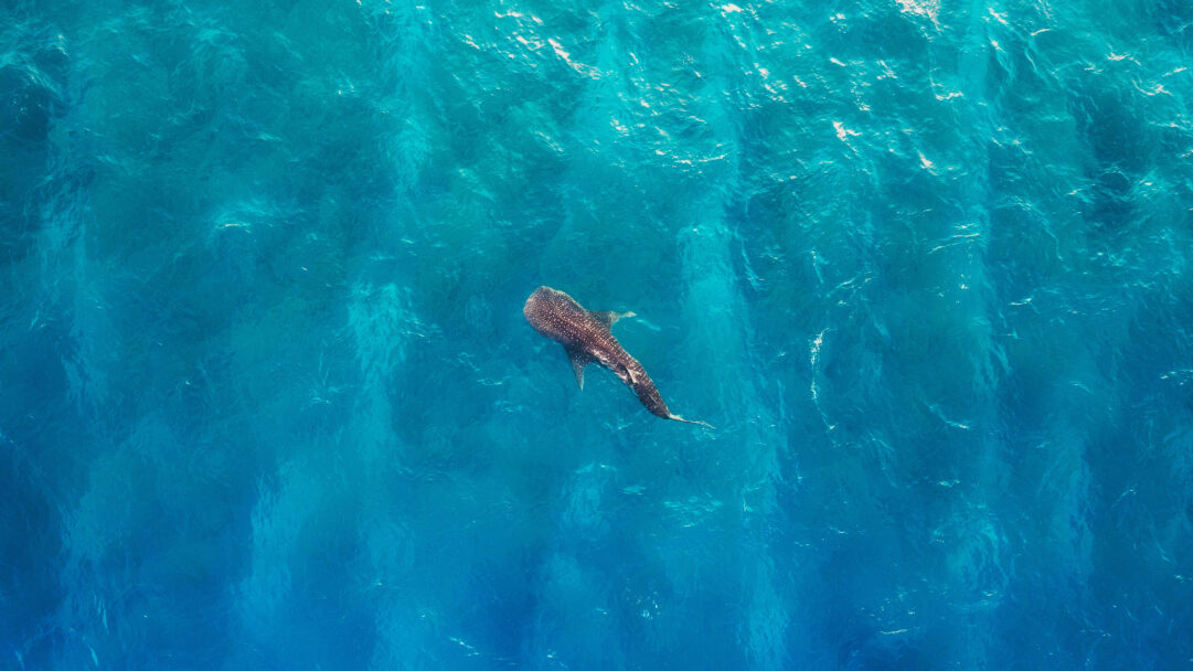 A majestic 4K wallpaper of a solitary whale shark swimming gracefully through the vibrant blue ocean waters of the Alifu Dhaalu Atoll. The interplay of sunlight on the translucent turquoise depths perfectly highlights the gentle giant's distinctive spotted pattern, evoking a serene and expansive marine environment.