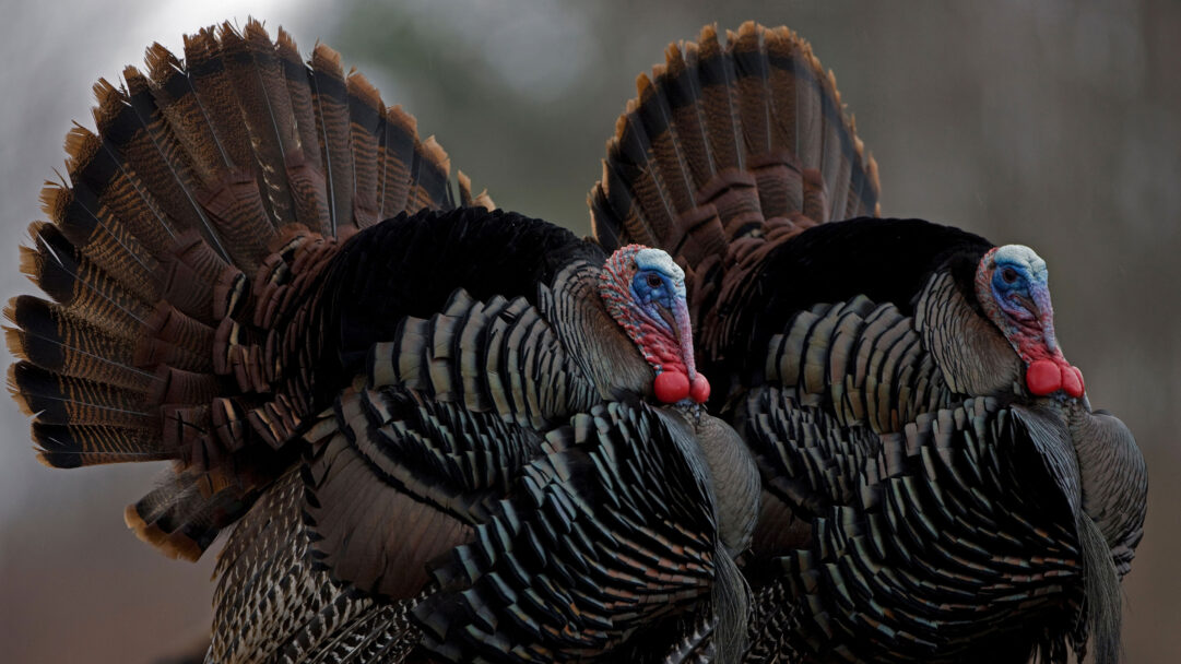 A majestic 4K wallpaper featuring two wild turkeys, prominently displaying their fanned tails in a soft natural setting. The intricate, iridescent patterns of their widespread tail feathers, along with the vibrant blue and red coloration on their heads, are beautifully highlighted by the diffused light.