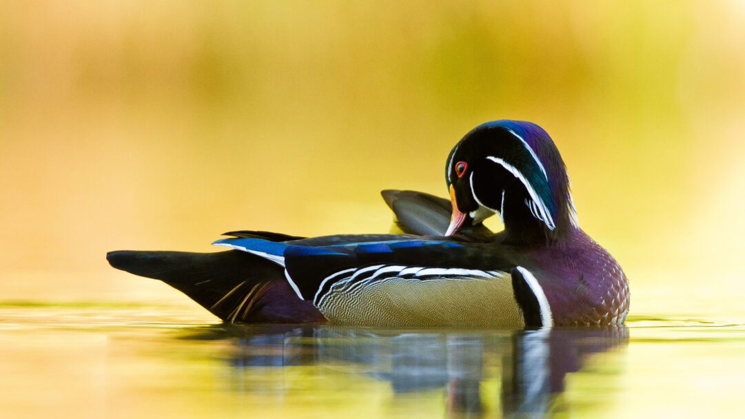 A magnificent 4K wallpaper featuring a male Wood Duck, native to Quebec, Canada, elegantly preening its vibrant iridescent plumage while floating on still, reflective water. The stunning contrast of its intricate blue, purple, and green feathers against the warm, golden-yellow background creates a tranquil and captivating mood.