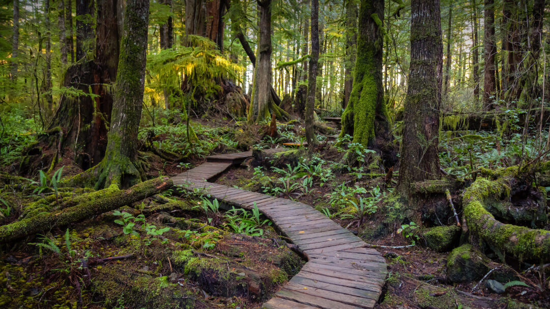 A captivating 4K wallpaper showcases a winding wooden boardwalk path, invitingly leading through a dense, moss-covered forest towards the unseen Kennedy Lake. Sunlight filters softly through the canopy, illuminating vibrant green moss clinging to every surface, creating a serene and mystical atmosphere.