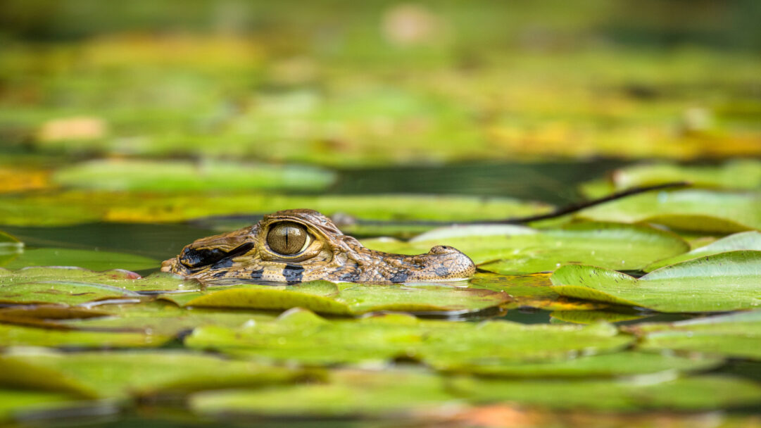 A captivating 4K wallpaper featuring a young Black Caiman’s head subtly breaking the surface amidst a dense field of vibrant green lily pads. Its large, watchful golden eye, perfectly in focus, reflects the soft ambient light, creating a serene and mysterious mood within the aquatic environment.