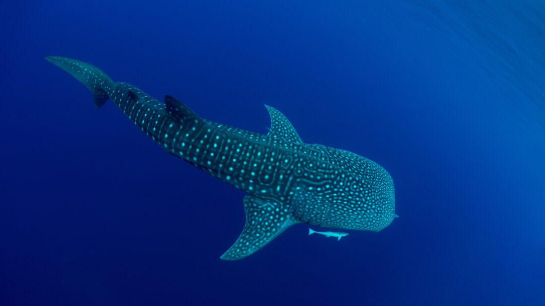 A majestic 4K wallpaper showcasing a whale shark gracefully navigating the pristine, deep blue waters of Cenderawasih Bay. Its massive body, intricately patterned with luminous white spots, creates a captivating contrast against the vast, dark ocean depths.