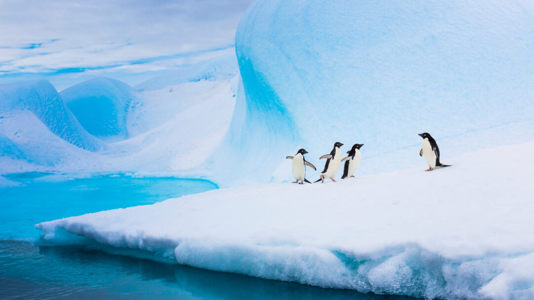 A stunning 4K wallpaper featuring several Adelie penguins standing and walking on a massive, sculpted iceberg in the icy waters of Antarctica. The colossal blue-hued iceberg dominates the scene, reflecting deep cyan waters and creating a dramatic backdrop for the small, distinctive black and white birds.
