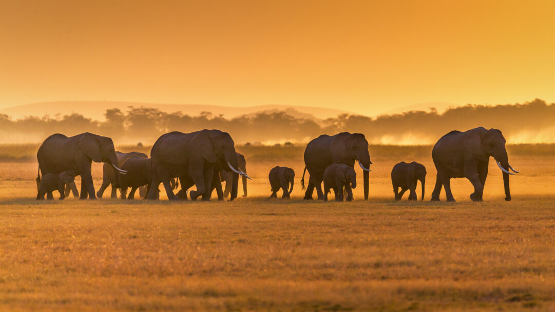 A stunning 4K wallpaper showcasing a large herd of African Elephants, including several young calves, majestically traversing a sun-drenched, dusty plain. The golden hour light backlights their forms, casting long shadows and illuminating the airborne dust, creating an intensely warm and atmospheric scene.