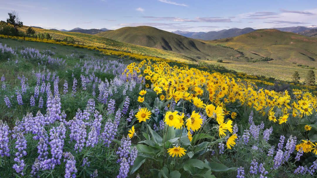 A captivating 4K wallpaper features a vibrant display of balsamroot and lupines wildflowers blanketing a rolling Methow Valley landscape under a clear sky. Brilliant yellow balsamroot forms a striking contrast against expansive fields of soft purple lupines, creating a breathtaking tapestry of color across the gentle hills.