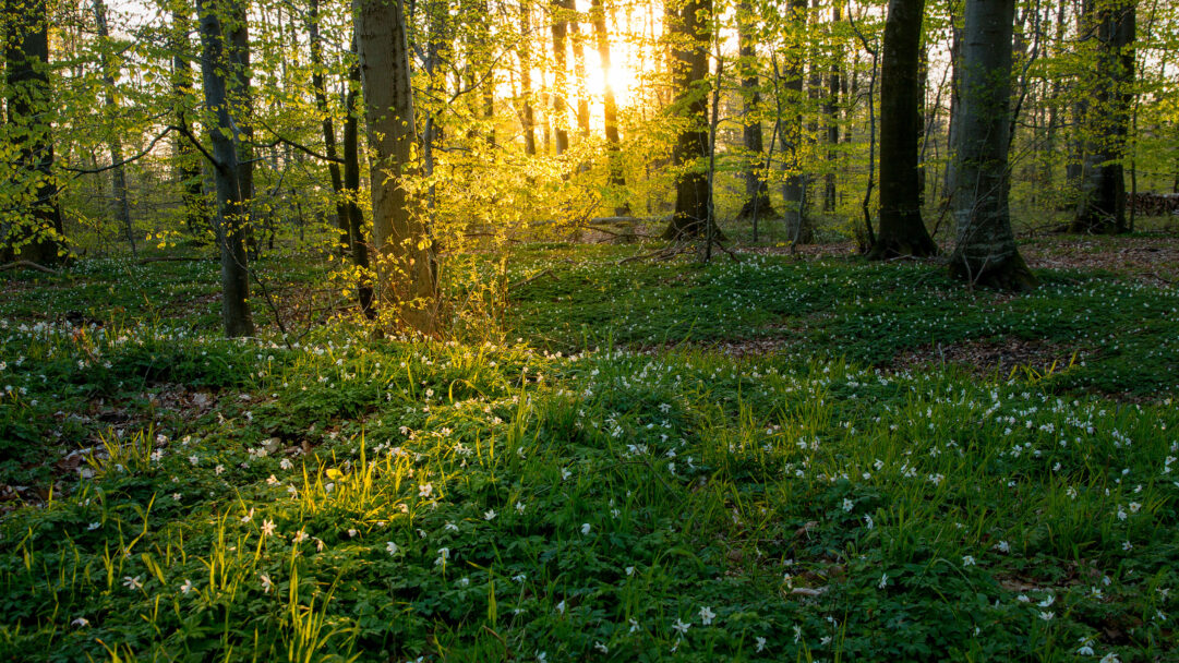 A breathtaking 4K wallpaper presents a tranquil Beech Forest in Jutland, Denmark, at sunset, with slender trees rising above a lush bed of wild anemones. The setting sun casts long, golden rays through the tree trunks, illuminating the delicate white anemones and vibrant green foliage with a luminous glow.