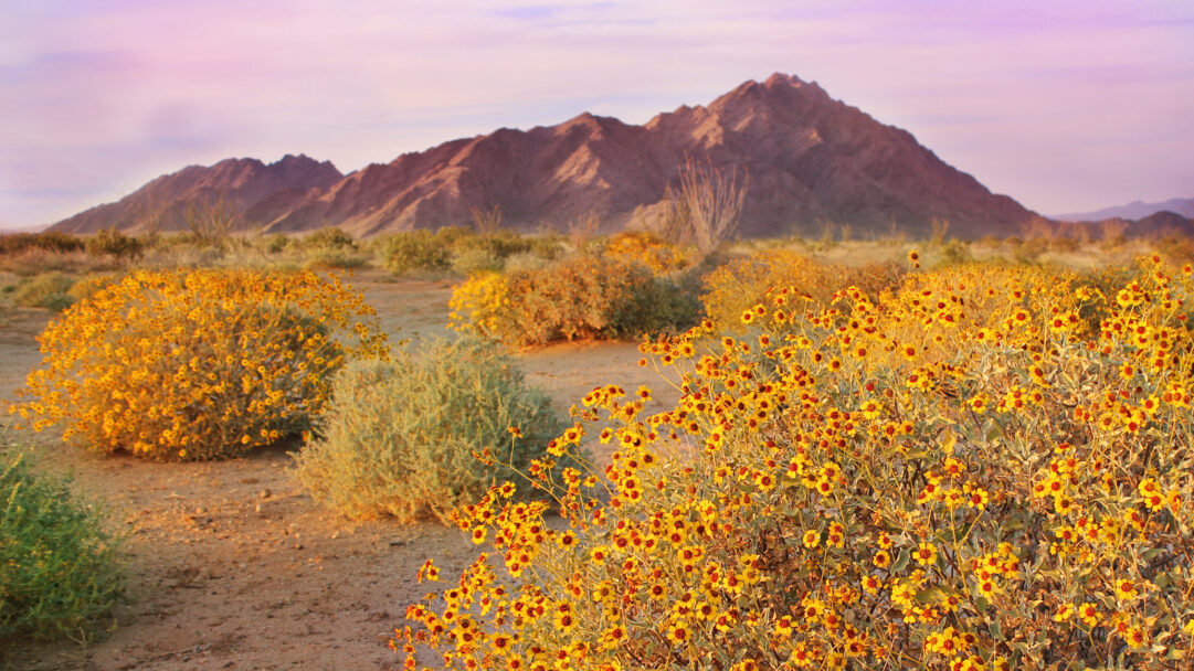 A breathtaking 4K wallpaper showcasing brittlebushes in full bloom across the vast Sonoran Desert during spring, with rugged mountains rising majestically in the distance. The foreground is awash with countless bright yellow and orange blossoms, glowing warmly under a soft light that bathes the red-brown mountain peaks and a serene lavender sky.