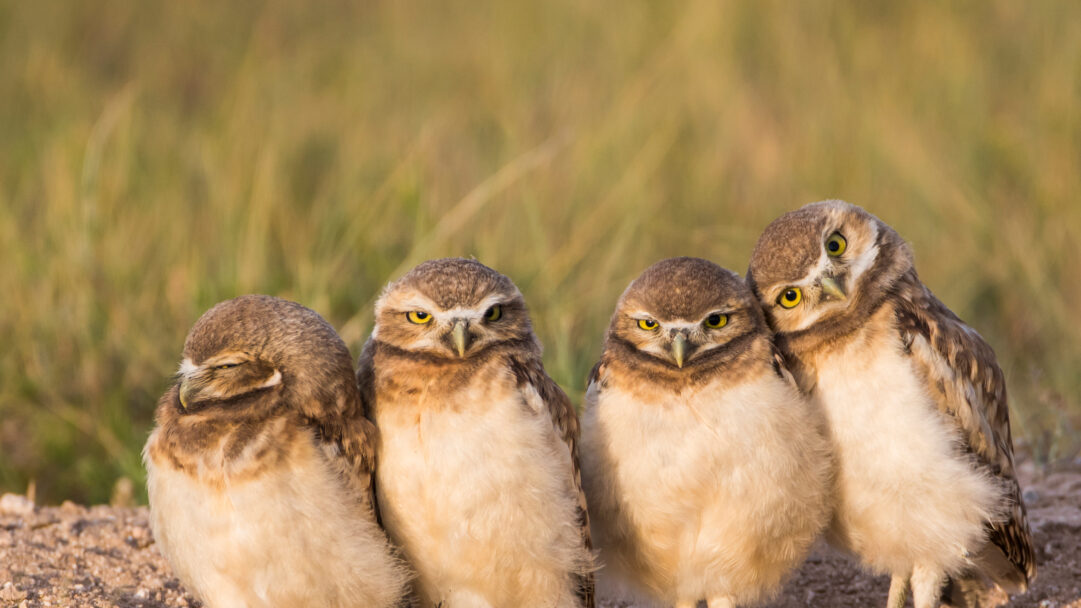 A captivating 4K wallpaper showcasing four fluffy Burrowing Owl chicks standing proudly near their burrow in Wyoming's golden grasslands. Their bright yellow eyes, varying expressions of curiosity and sleepiness, and the warm, soft light illuminating their intricate feather patterns create an endearing and vivid scene.
