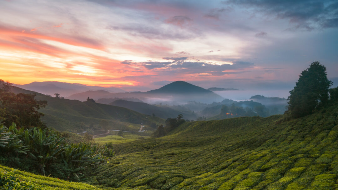 An ethereal 4K wallpaper showcasing the iconic Cameron Highlands Tea Plantation in Malaysia, stretching across rolling hills under a vast sky. A dramatic sunset casts vibrant orange and pink hues across the misty mountain range, creating a serene and captivating atmosphere as fog settles in the valleys.