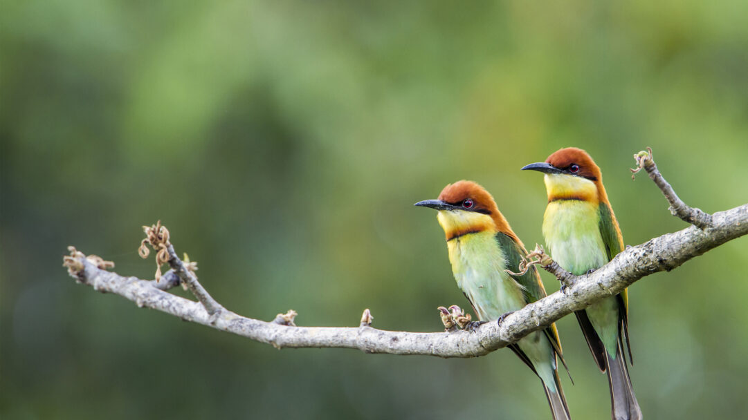 A captivating 4K wallpaper featuring two Chestnut-headed Bee-eaters perched serenely on a sturdy bare branch in Bardia National Park. Their exquisite multi-colored plumage, with striking chestnut heads and vibrant green bodies, contrasts beautifully against the soft, diffused emerald background, highlighting a peaceful moment in nature.