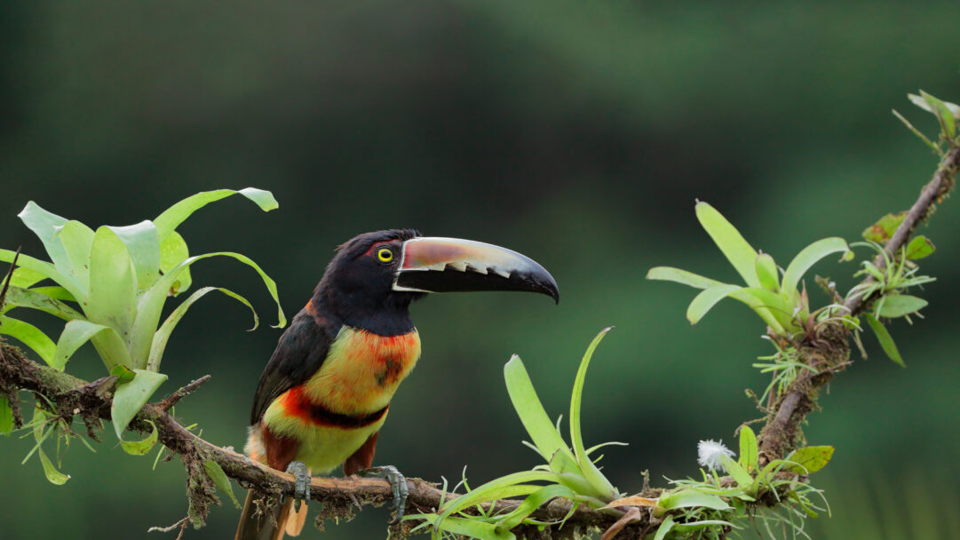 An immersive 4K wallpaper featuring a vibrant Collared Aracari bird perched on a mossy branch amidst lush tropical greenery in Costa Rica. Its striking black, yellow, and orange plumage, accentuated by a distinctive multi-colored beak and bright yellow eye, stands out vividly against the blurred deep green of the rainforest backdrop.