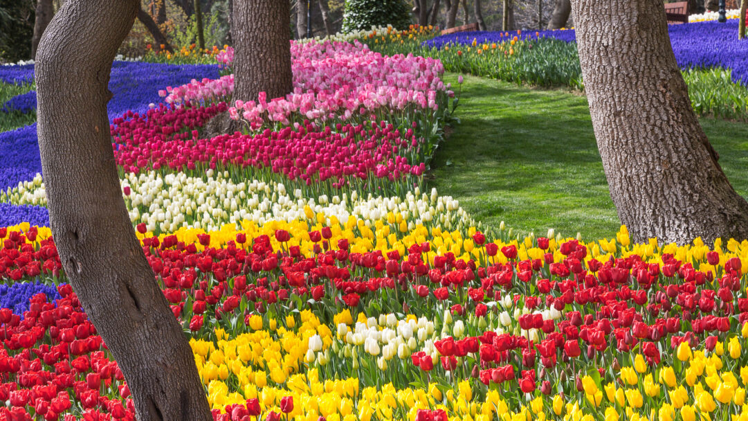 A spectacular 4K wallpaper captures the vibrant display of colorful tulips filling Emirgan Park in Istanbul, Türkiye. Broad bands of red, yellow, white, and pink tulips flow across the landscape, interspersed with deep purple hyacinths and framed by mature tree trunks and lush green lawns, creating a scene of overwhelming floral beauty.