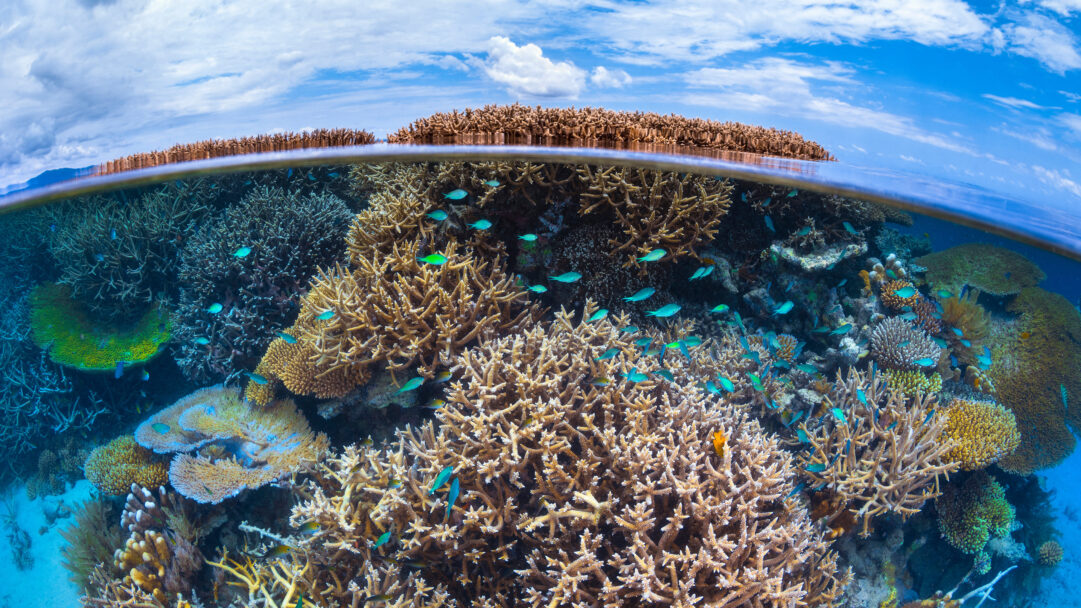 A captivating 4K wallpaper presents a split view of a vibrant coral reef teeming with fish in the Indian Ocean, contrasting with the expansive blue sky above. Brilliant turquoise fish dart among the diverse, intricate corals below the water's surface, reflecting the bright, cloud-dotted blue sky.