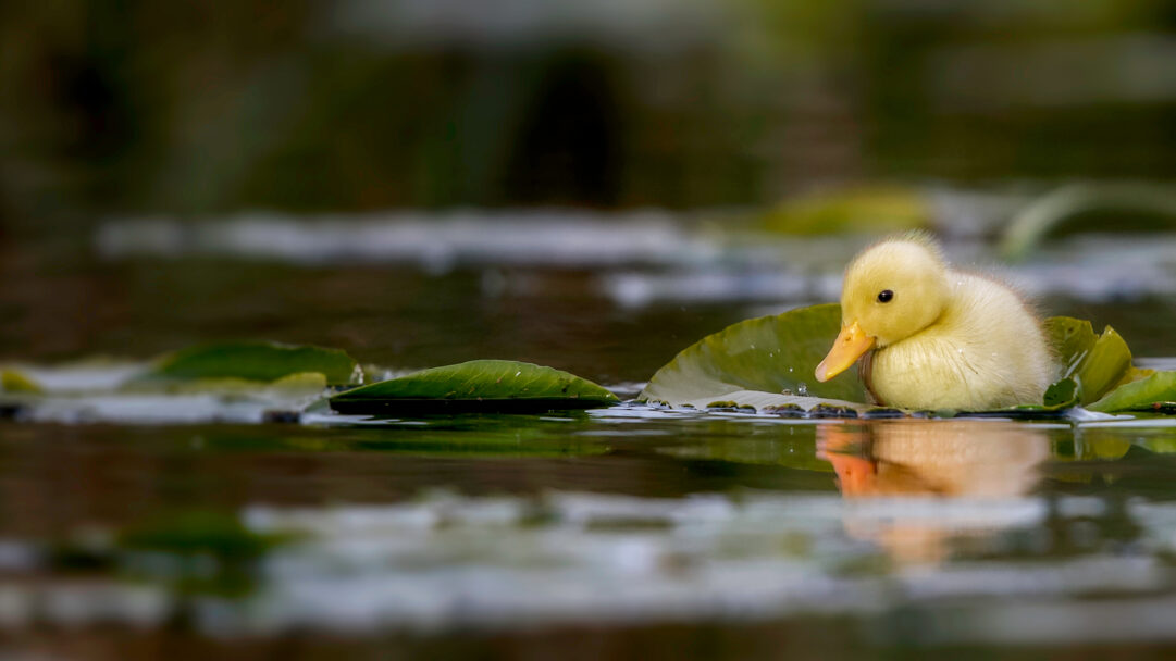 A delightful 4K wallpaper captures a fluffy yellow duckling swimming gracefully in a serene water meadow in Suffolk, England. The duckling rests on a large green lily pad, its soft down and vibrant color reflected gently in the dark, still water, creating a tranquil and endearing scene.