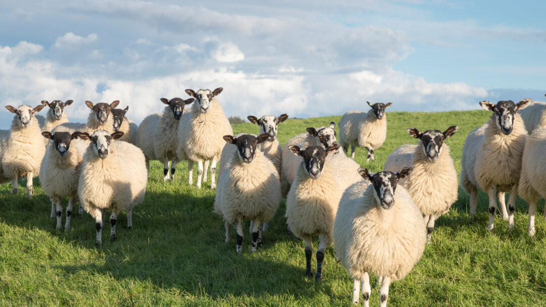 An engaging 4K wallpaper showcasing a flock of Swaledale sheep gathered in a vibrant green North Yorkshire field under a bright, cloudy sky. Many sheep with their distinctive black and white faces gaze directly forward, their thick white fleeces warmly illuminated by the sunlight.