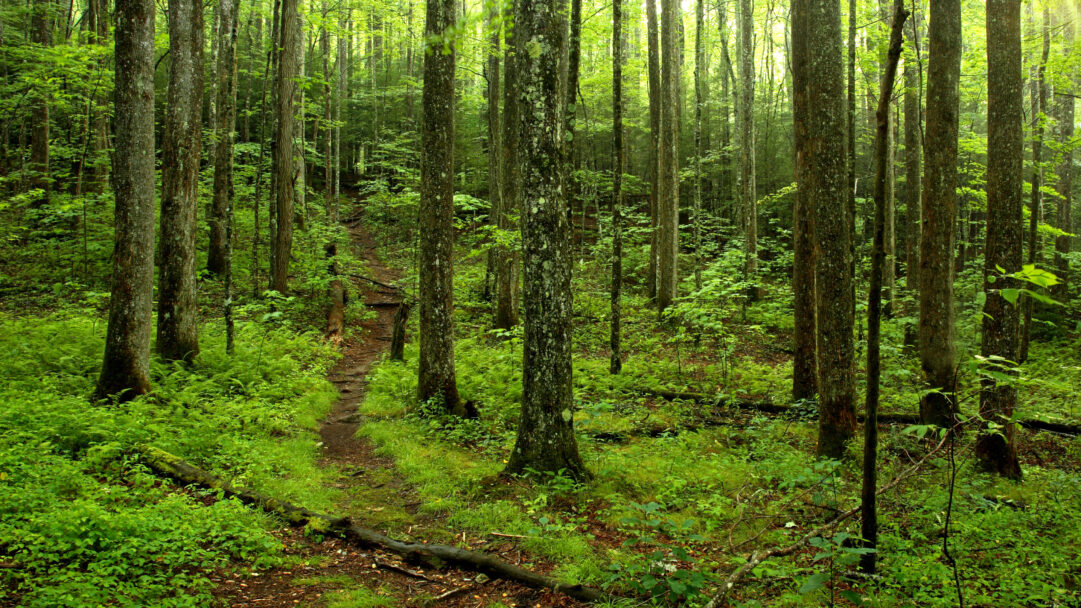 A tranquil 4K wallpaper depicts a winding forest path within the dense, lush woodlands of Great Smoky Mountains National Park. Soft sunlight filters through the verdant canopy, illuminating the vibrant green undergrowth and creating a serene, immersive atmosphere.