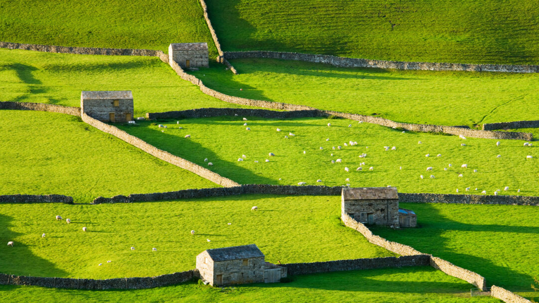 An exquisite 4K wallpaper captures the pastoral beauty of Gunnerside Swaledale in the Yorkshire Dales, where vibrant green fields are intricately divided by dry stone walls and scattered with grazing sheep and quaint stone farm buildings. Golden sunlight bathes the rolling terrain, intensely illuminating the lush green grass and casting dramatic, angular shadows from the stone walls, creating a vibrant, serene mood.