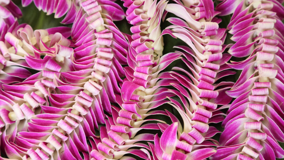 A captivating 4K wallpaper showcases a vibrant array of Hawaiian leis, meticulously crafted from intertwining pink and white orchid garlands. The exquisite contrast of deep fuchsia petals against soft white, intricately arranged in flowing curves and tight rolls, creates a luxurious and celebratory tropical feel.