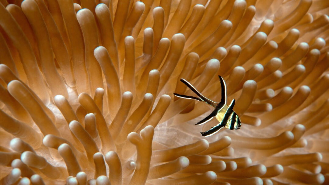 A mesmerizing 4K wallpaper featuring a striking Juvenile Banggai Cardinalfish gracefully navigating the protective embrace of a sea anemone. Its bold black and white stripes contrast beautifully with the warm, undulating orange-brown tentacles, which glow softly at their tips, creating a serene and intricate underwater haven.