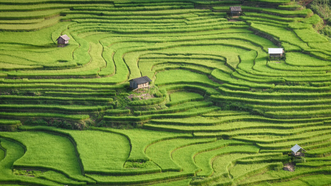 A magnificent 4K wallpaper showcasing the verdant Mù Cang Chải Green Rice Terraces, sprawling across undulating hillsides with several small, rustic huts nestled within the intricate landscape. The vibrant, lush green of the young rice plants forms breathtaking, curving patterns that convey a serene and productive agricultural vista under the natural light.