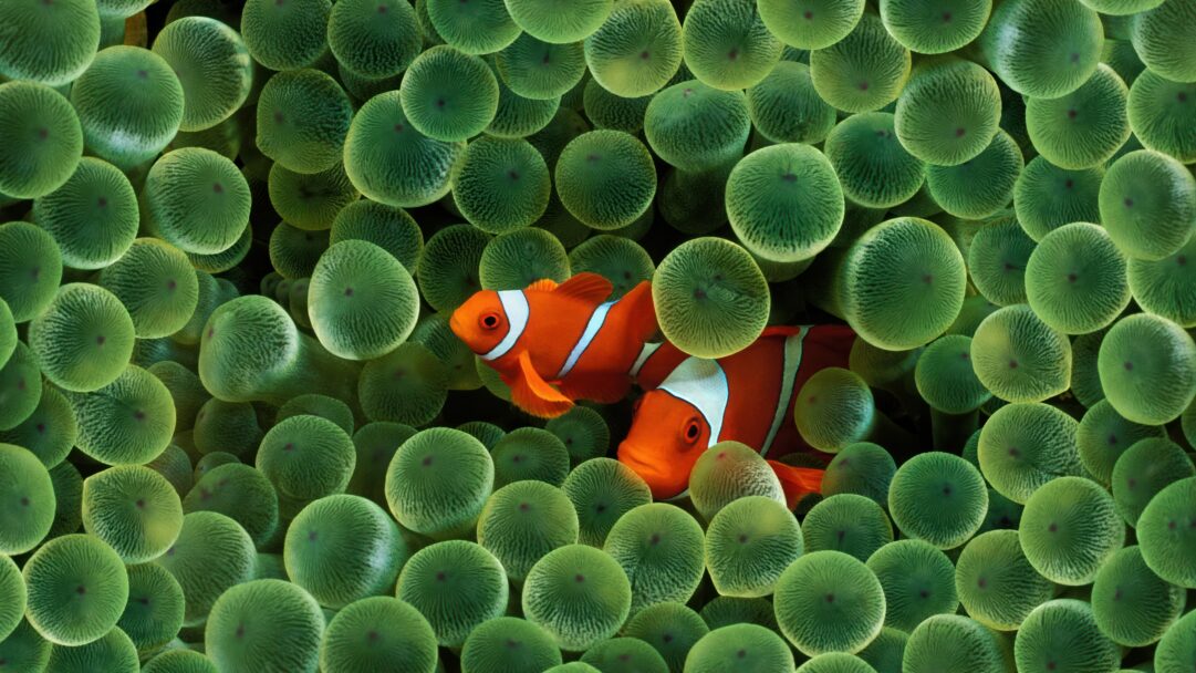 A vibrant 4K wallpaper showcases two iconic orange and white clownfish nestled deeply within the lush, bulbous green tentacles of their host anemone, famously associated with OS X Leopard. The vivid contrast of the fish’s brilliant orange and crisp white stripes against the anemone's glowing, textured green bulbs creates a mesmerizing and serene underwater scene.