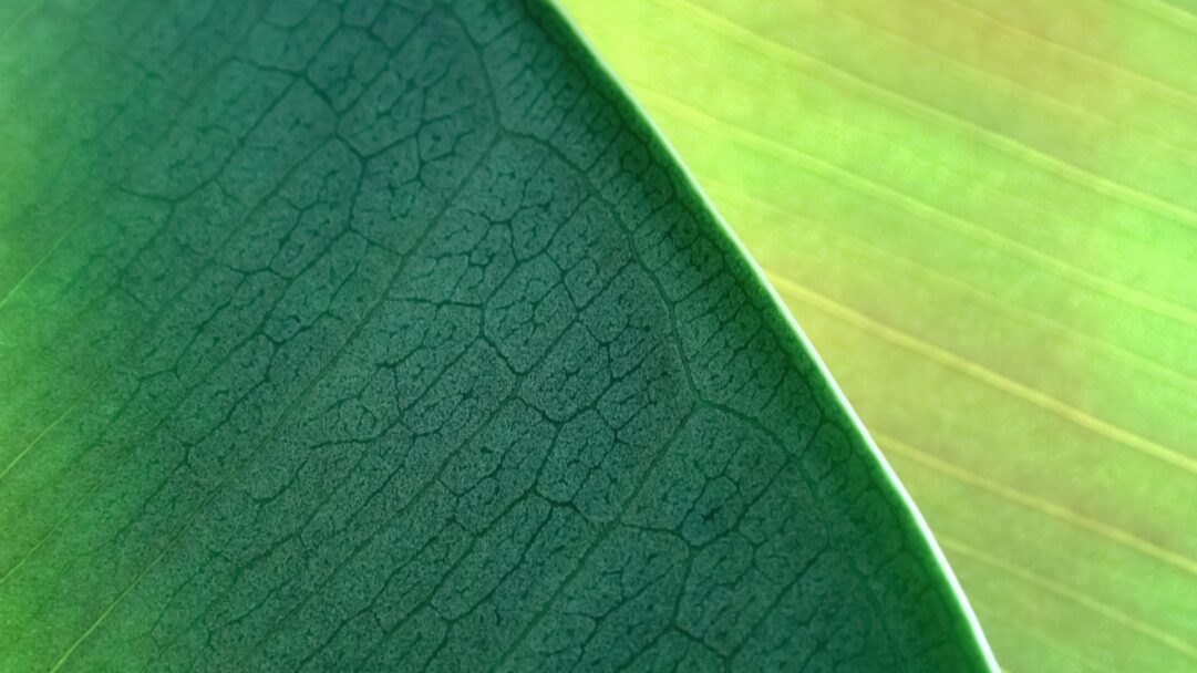 A captivating 4K wallpaper displays a macro view of two lush green leaves, a signature look reminiscent of OS X Mountain Lion's natural themes. The foreground leaf reveals intricate vein patterns in a deep emerald, diagonally contrasting with a luminous, soft lime green leaf in the background, creating a vibrant, refreshing gradient.