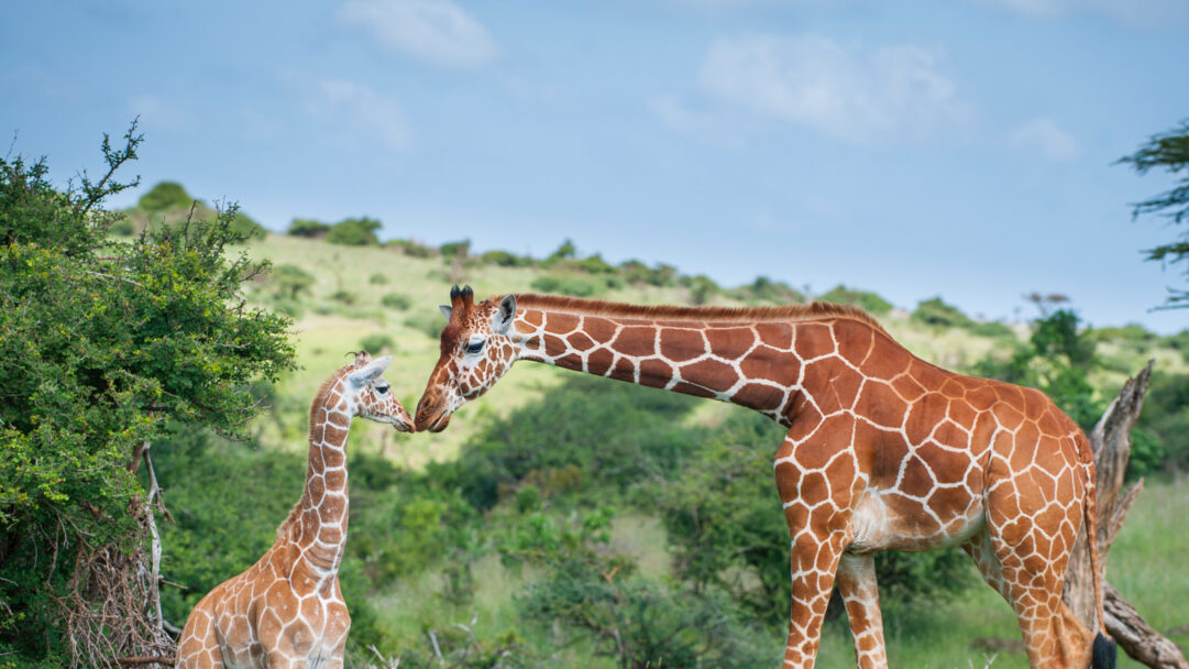 A captivating 4K wallpaper presenting a Reticulated Giraffe mother gently greeting her calf in a sun-drenched wildlife savanna. Their close, affectionate nuzzle beautifully highlights their distinctive patterns and the serene bond against a backdrop of vivid green foliage and a clear blue sky.