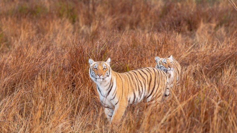 An immersive 4K wallpaper capturing two tiger siblings in tall, golden grass within Jim Corbett National Park. Their distinctive orange and black stripes are subtly illuminated by warm sunlight, creating a captivating blend with the surrounding autumnal foliage.