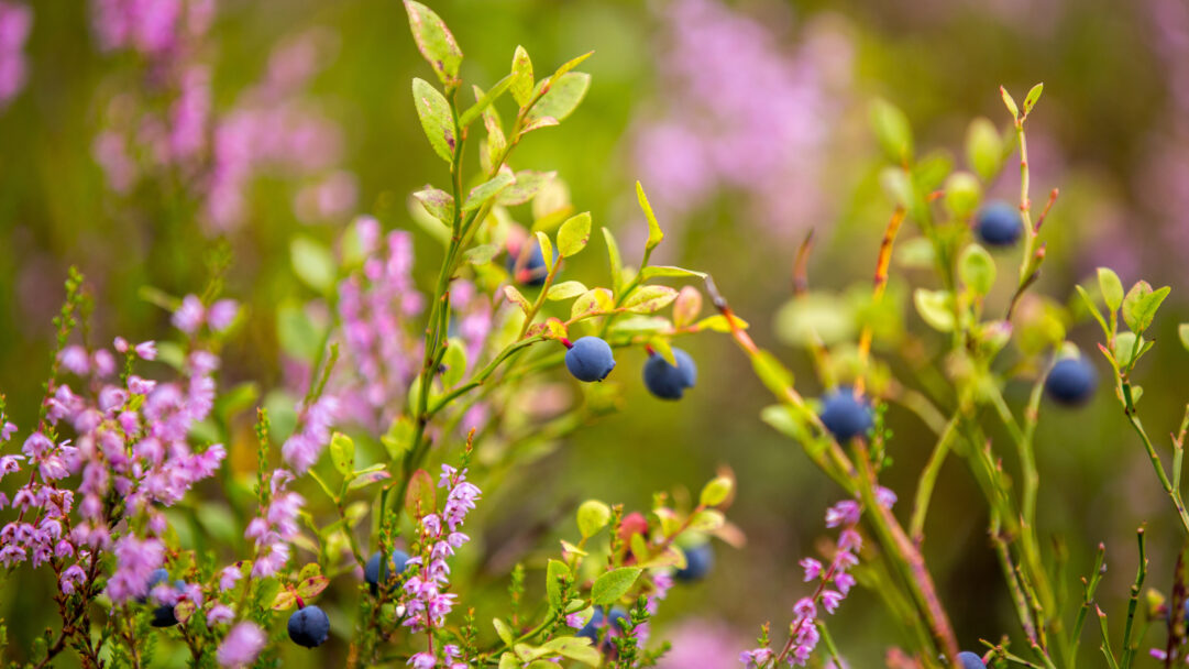 A captivating 4K wallpaper presents a close-up view of abundant wild blueberries ripening among vibrant pink heather plants in a sun-dappled woodland. The deep indigo of the berries contrasts beautifully with the delicate magenta blooms, creating a rich tapestry of natural hues against a softly blurred, verdant background.
