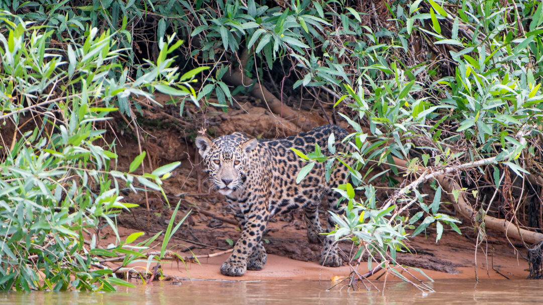 A magnificent 4K wallpaper captures a young jaguar standing on a sandy riverbank, partially concealed by dense green foliage. Its striking spotted fur contrasts beautifully with the lush greens and earthy tones, while its intense amber eyes convey a watchful and powerful presence.